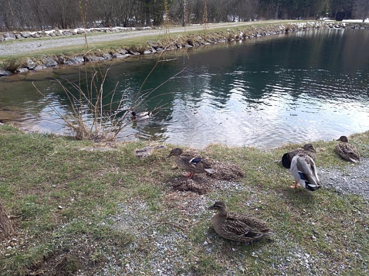 Ris Gorski Kotar Crni Lug * Delnice